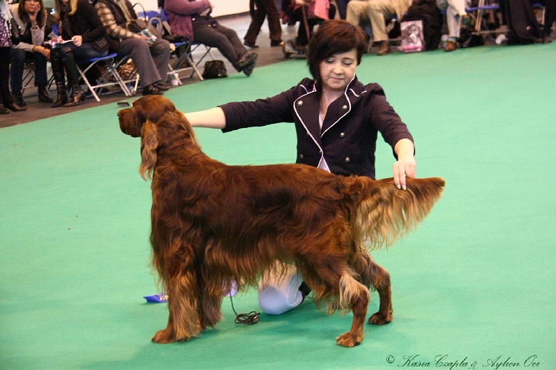 Crufts2011_2 132.jpg